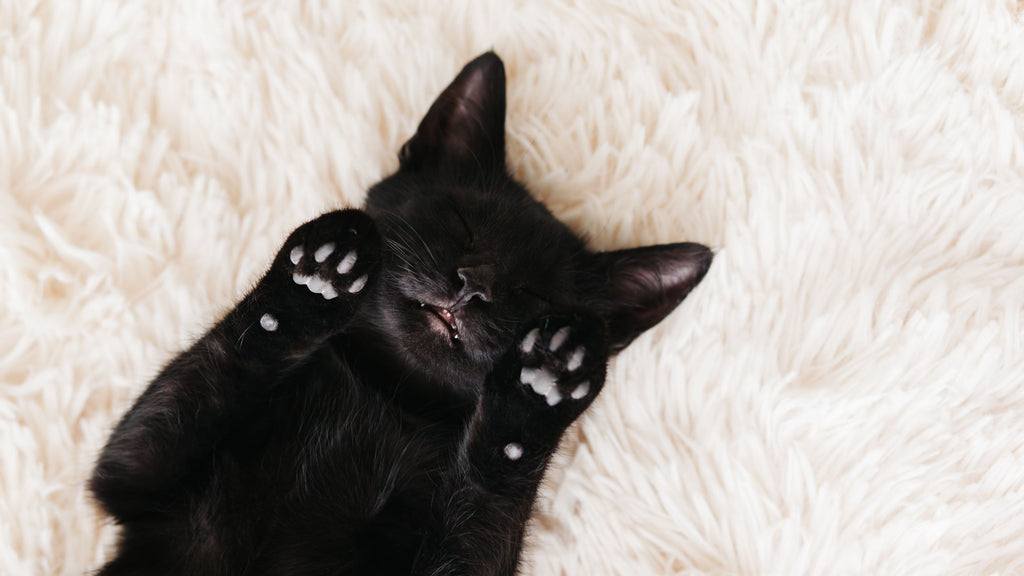 Halloween Safety Tips for Cats