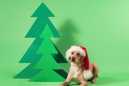 Are Christmas trees poisonous to dogs?