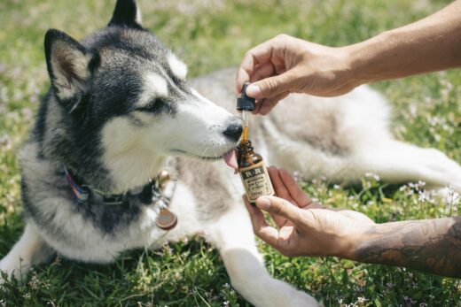 How Can You Use Different CBD Products For Your Dogs?