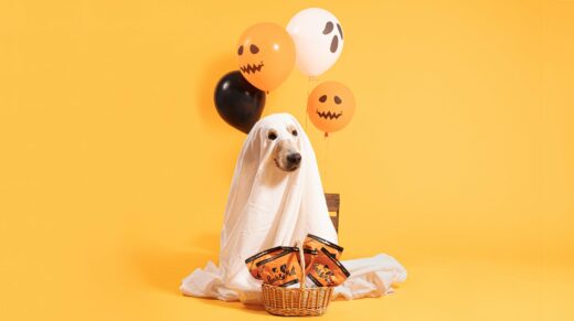 How to keep your dog safe this Halloween