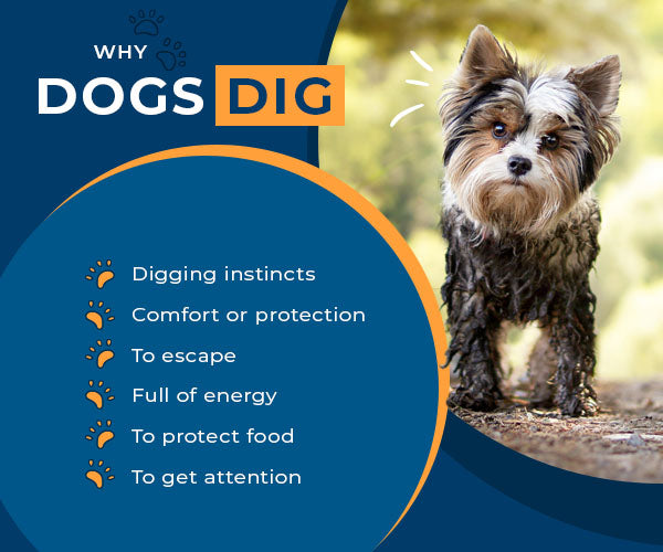 why dogs dig list