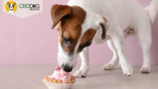 My Dog Ate Edibles: Keeping Your Dog and Your Stash Safe