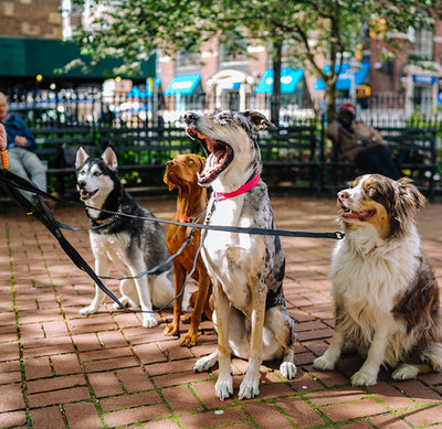 Group of dogs enjoying in a park
