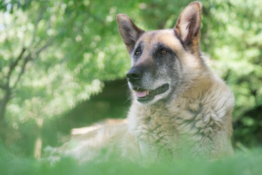 Senior Dog Exercise & Recovery—The Key To Keeping Them Thriving 