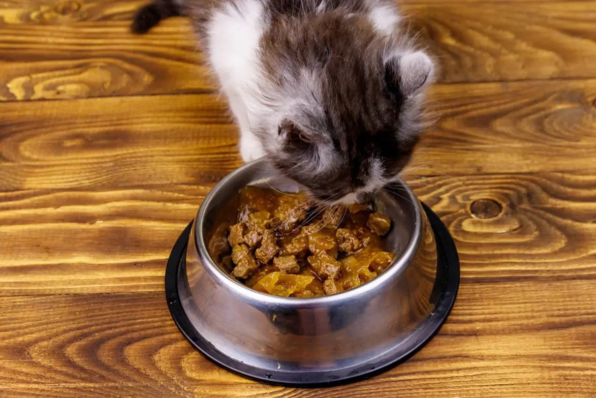 Image of a kitten eating