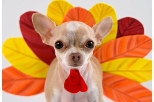 Top foods you should NOT give your dog this holiday season!