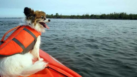 Water sports with your dog