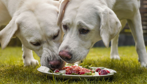 5 Benefits and Risks of a Raw Food Diet in Dog