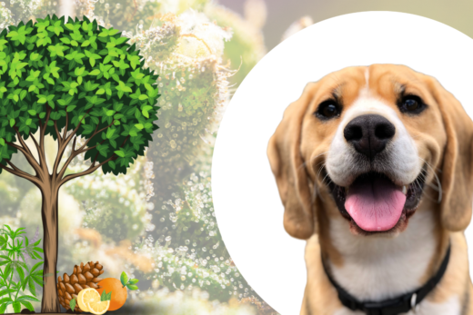 Are Terpenes Safe for Dogs?