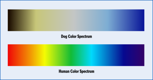 Can Dogs See Color? What Colors Can Dogs See and More