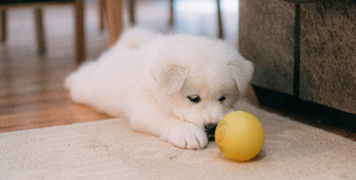 CBD Guide For Puppies: Is CBD Safe For Puppies?