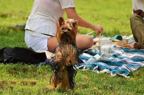 Yorkie dog playing in Central Park enjoying an outdoor picnic. 