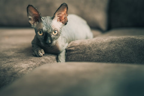 caring for a sphynx cat