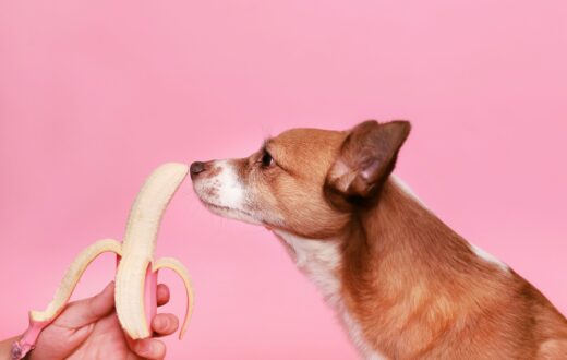 Human Foods that Your Dog Can and Cannot Eat 