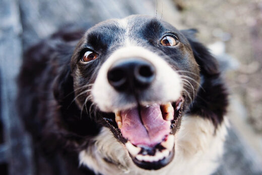 Probiotics for Dogs: Do They Work? Complete Guide