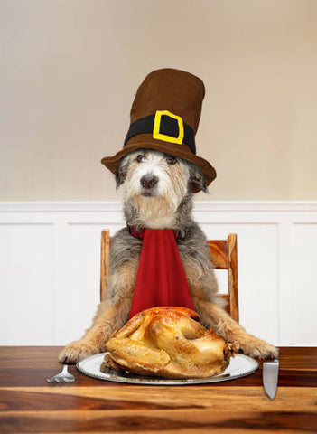 dogs on thanksgiving, turkey for dogs
