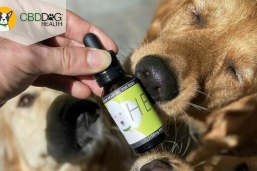 The Benefits of CBG for Dogs