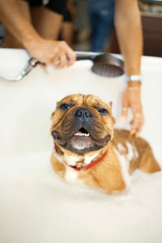 Top 6 Tips To Make Your Dog Baths Easier! 