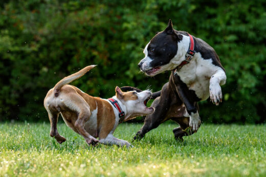Understanding Dog Aggression