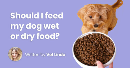 Wet vs dry dog food: what’s best?