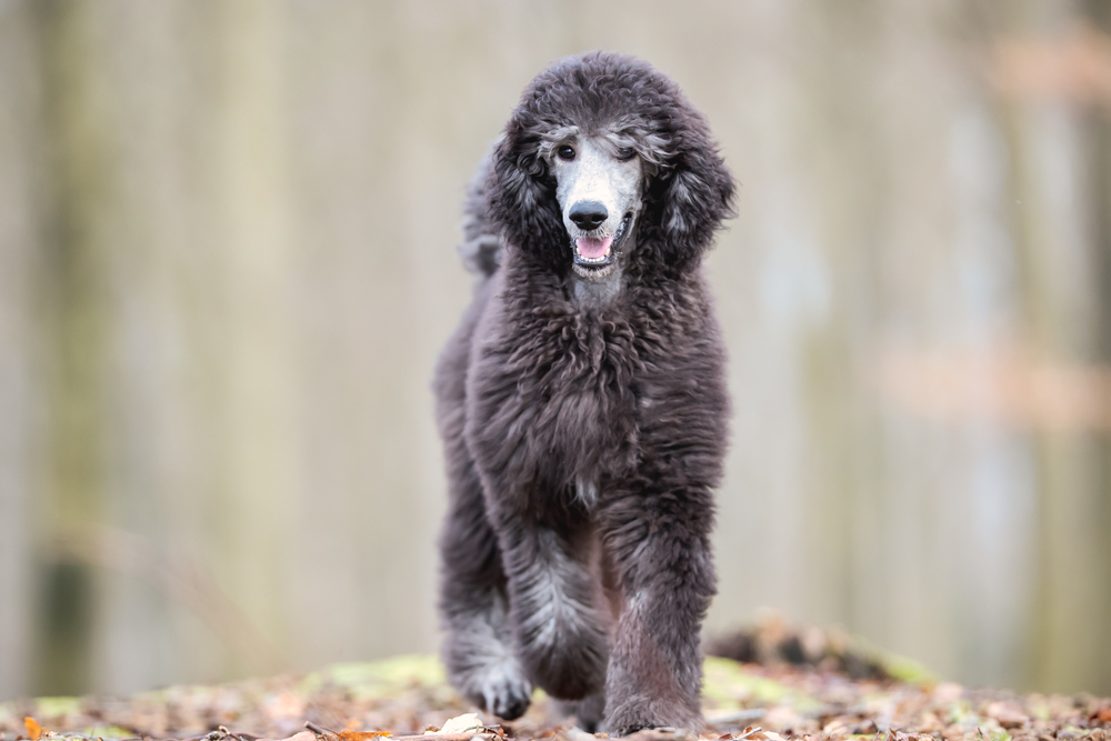 Standard poodle happy outside in forest