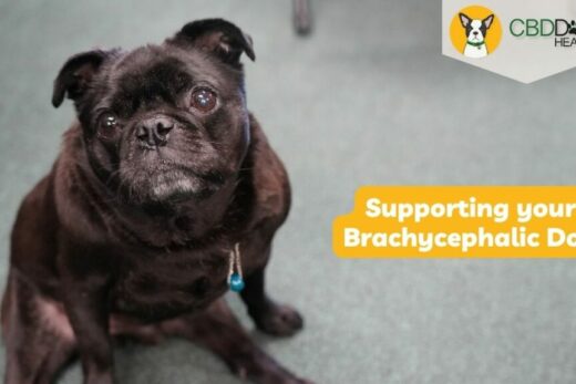 Brachycephalic Dogs and Brachycephalic Obstructive Airway Syndrome