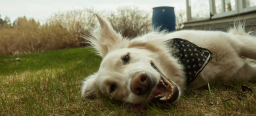 CBD for Hyperactive Dogs: Does it Work?