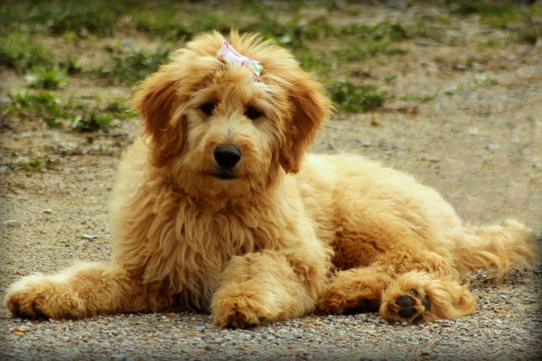 how to groom a goldendoodle