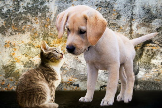 Introducing A Foster Pet to Your Resident Dog or Cat