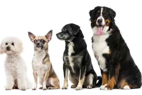 group-dogs-front-white-wall