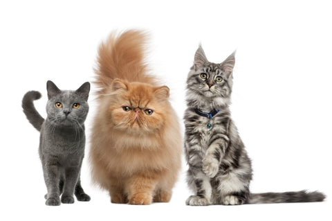 maine-coon-persian-kitten-chartreux-cat