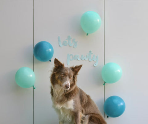 Birthday Celebrations For Dogs: Time to Pawty