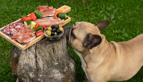 Can dogs eat olives: dog smelling some olives