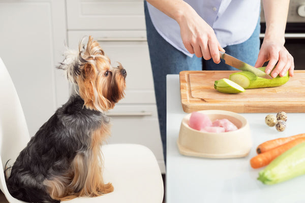 Can dogs eat squash: dog looking at a person chopping a cucumber