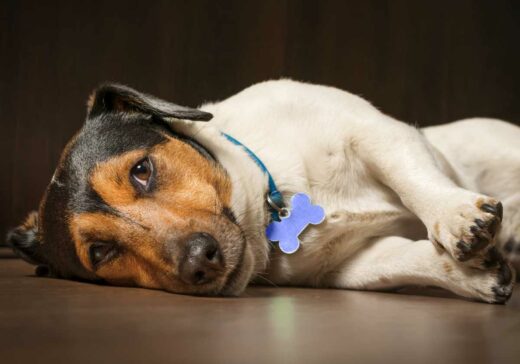 Canine parvovirus: What pet parents need to know about parvo