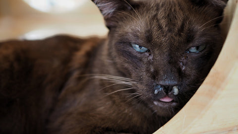 Brown cat with watery eyes and nasal discharge. Cat with symptoms of a upper respiratory infection.