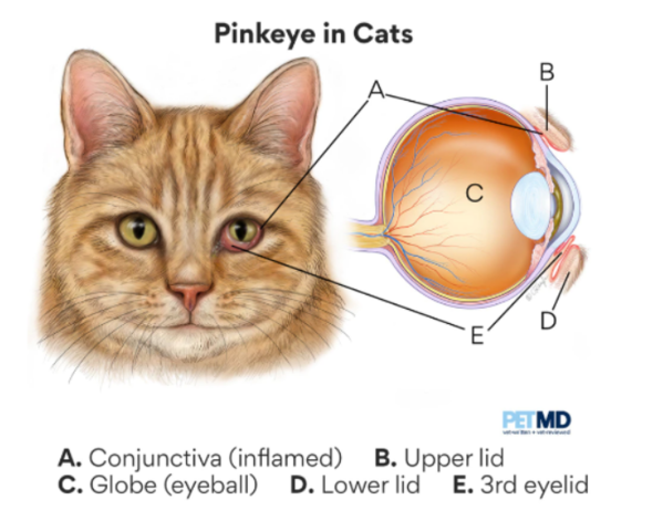 PetMD illustration of Pinkeye in Cats. Structure of cat eye with labeled parts.