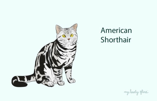 Everything You Should Know About American Shorthair Cats