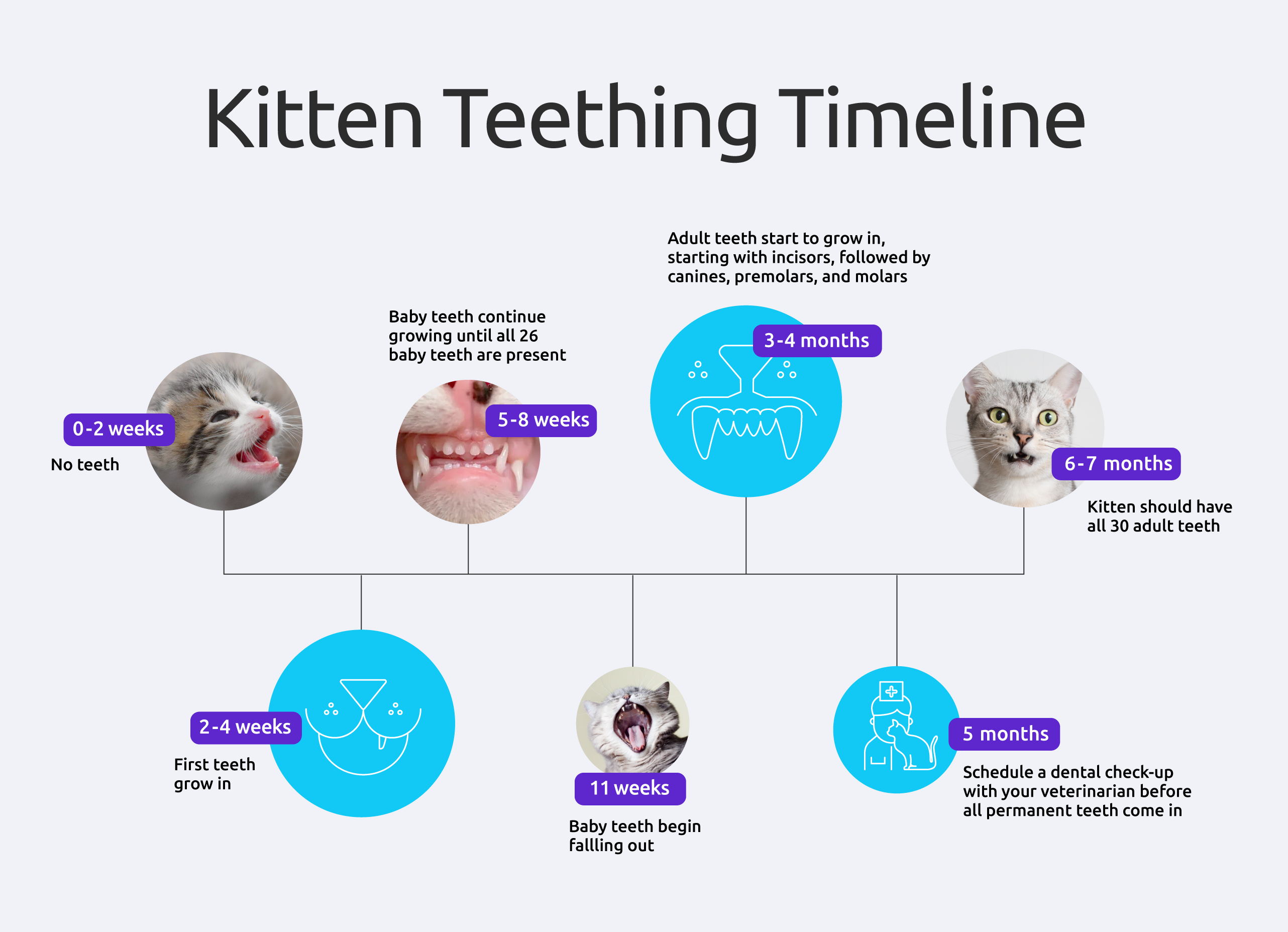 Image of kitten teething timeline, with stages of growth.