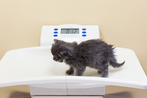 Tiny grey kitten being weighed on white veterinarian scale.