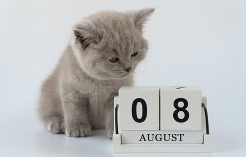 British shorthair cat, felis catus. cat smoky colour. small cute kitten is sitting next to the calendar. 08 August World Cat Day.