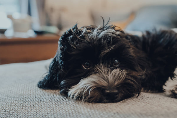 Can dogs eat cabbage: dog lying on a couch