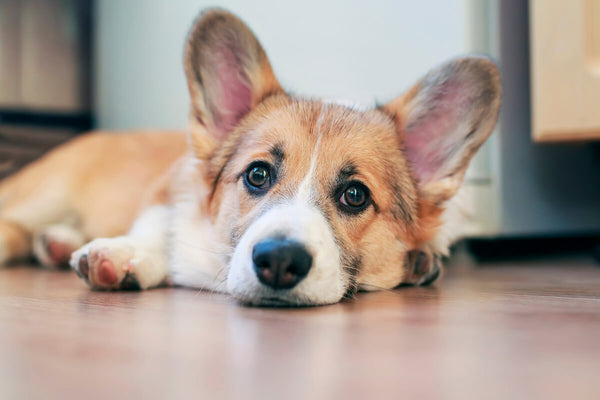 Can dogs eat cabbage: Corgi lying on the floor