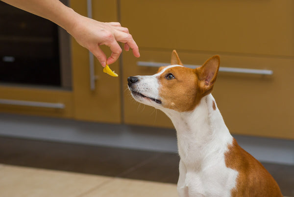 Can dogs have lemon: dog sniffing a lemon rind