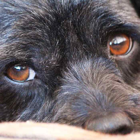 Dog Eye Gunk: What It Is, How to Clean It, and When to Worry