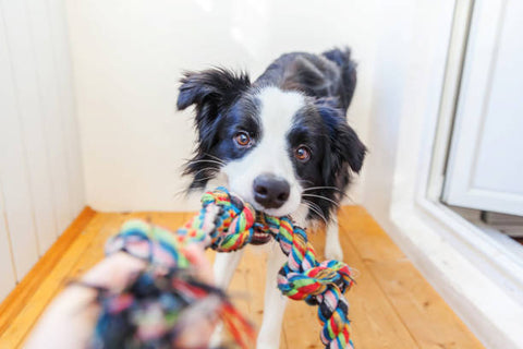 dog playing with toy