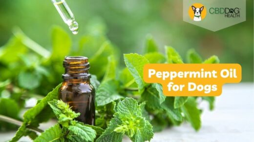 Peppermint Oil for Dogs
