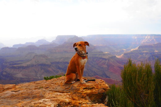 The Best Service Dog Training in Nevada