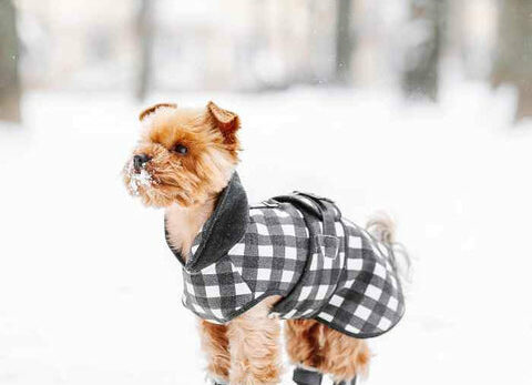 Winter Paws: Should Your Dog Be Wearing Boots?
