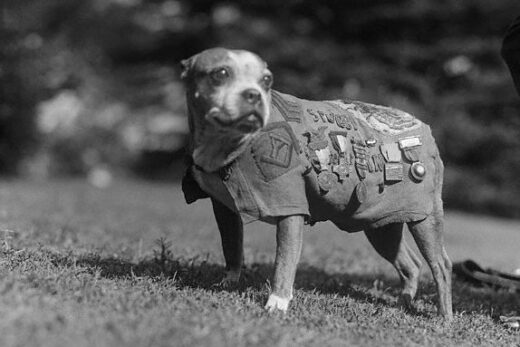 5 Inspiring Military Dogs to Remember on K-9 Veterans Day